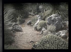 Image représentant Sentier rocailleux orné de cactus et dasylirions