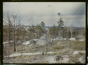 Image représentant Forêt