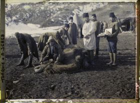 Image représentant Un vétérinaire opérant un chameau