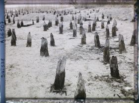 Image représentant Site palafittique préhistorique des Alpes, pieux en bois visibles lors de la baisse des eaux après la grande sécheresse de 1921