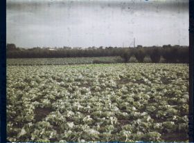 Image représentant Ile de France, Sarcelles St Brieuc, Champs de Salades au Soleil Couchant