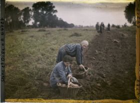 Image représentant Ile de France, Maffliers, Jeunes filles ramassant les pommes de terre après le passage de la charrue