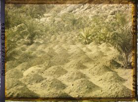 Image représentant Culture de maïs à flanc de montagne