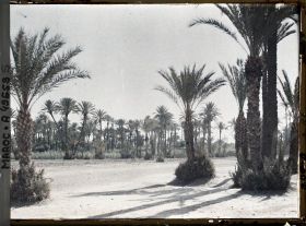 Image représentant La palmeraie