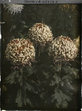 Image représentant exposition de chrysanthèmes