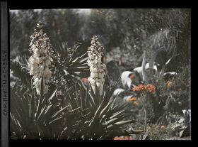 Image représentant Yuccas et aloès en fleurs, vue prise à 17 h