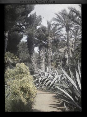Image représentant Groupe de palmiers dominant une allée bordée d'agaves et d'un buisson en fleurs