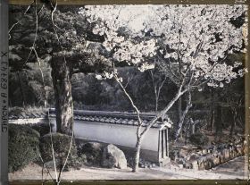 Image représentant Temple Kôshô-ji : mur et cerisiers en fleurs devant la porte d'entrée