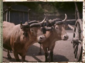 Image représentant Les boeufs attelés
