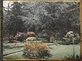 Image représentant Rhododendrons et azalées en fleurs au bord d'un chemin qui longe le marais en direction de l'ouest