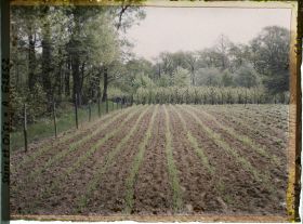 Image représentant Seine et Oise, Marly-le Roy, Culture de pois