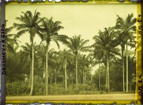Image représentant Palmiers à huile et culture de manioc en bordure de route