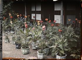 Image représentant Cannas et plumbagos en pots fleuris, devant la maison est du " village japonais "