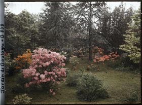 Image représentant Azalées près du marais
