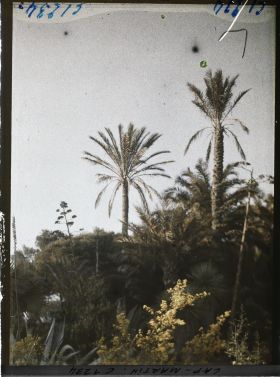 Image représentant le Jardin