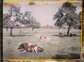 Image représentant Ile de France, Magny-en-Vexin, Pâturages