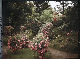 Image représentant Rosiers ornant parterre et talus situés au sud du verger-roseraie, vus en direction de l'est
