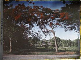 Image représentant Des flamboyants en fleurs aux abords d'une route