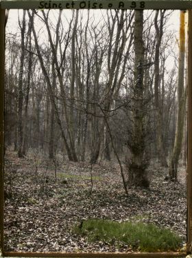 Image représentant Arbres du parc