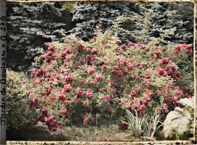 Image représentant Buisson de roses rouges en fleurs près de la forêt bleue