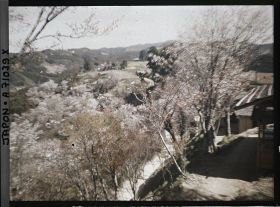 Image représentant Cerisiers en fleurs et paysages de montagne