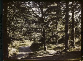 Image représentant France, Mont Dore, Sous bois près du Capucin