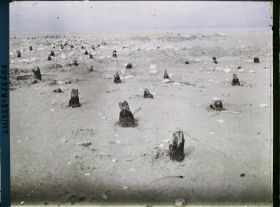 Image représentant Site palafittique préhistorique des Alpes, pieux en bois visibles lors de la baisse des eaux après la grande sécheresse de 1921 sur le lac de Neuchâtel