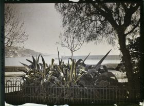 Image représentant Parterre d'agaves face au port de Menton