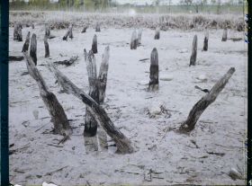 Image représentant Site palafittique préhistorique des Alpes, pieux en bois visibles lors de la baisse des eaux après la grande sécheresse de 1921