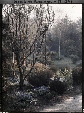 Image représentant Myosotis en fleurs dans la prairie avec, en arrière plan, la forêt dorée