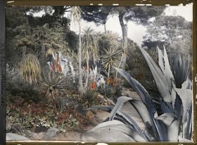 Image représentant Ensemble d'aloès en fleurs ponctué de yuccas sur fond de sous-bois