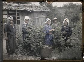 Image représentant La cueillette des feuilles de mûrier