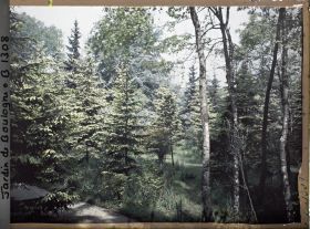 Image représentant La forêt dorée