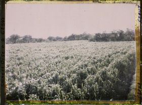 Image représentant Ile de France, Frepillon, Champ de blé