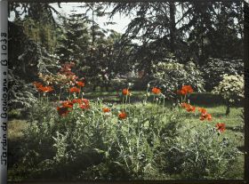 Image représentant coquelicots près du marais