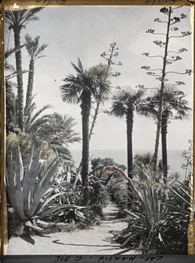 Image représentant Le Jardin, Agaves et Palmiers