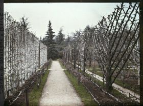 Image représentant Fruitiers palissés blanchis, bordant l'allée qui mène à la forêt bleue, au cœur du verger-roseraie