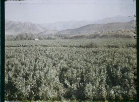 Image représentant Afghanistan, Meidan, Culture de la fève