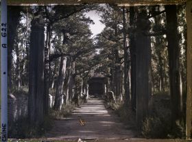 Image représentant Konglin, la nécropole de la famille de Confucius