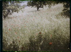 Image représentant Ile de France, Vaux, Blés et Coquelicots