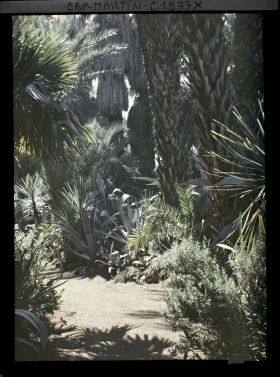 Image représentant Massif de plantes diverses au pied de palmiers, en bordure d'allée