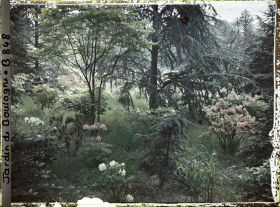 Image représentant Azalées près du marais