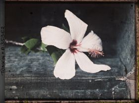 Image représentant Une fleur d'hibiscus hybride, blanc à coeur violet