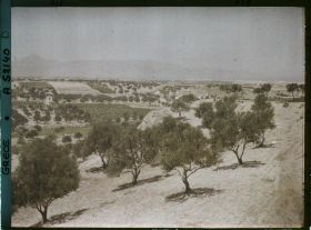 Image représentant Vue sur une plaine de plantation d'oliviers