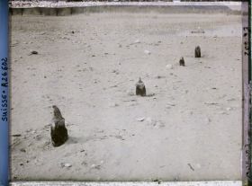 Image représentant Site palafittique préhistorique des Alpes, pieux en bois visibles lors de la baisse des eaux après la grande sécheresse de 1921 sur le lac de Neuchâtel