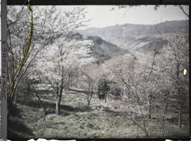 Image représentant Collines et cerisiers en fleurs