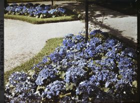 Image représentant Parterres de cinéraires bleues ornant le rond-point du verger-roseraie, proche du jardin français