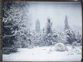 Image représentant La forêt bleue sous la neige