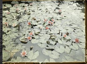 Image représentant Nénuphars roses