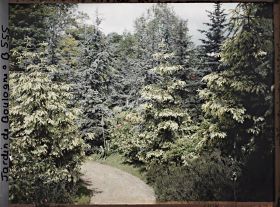 Image représentant Chemin des forêts dorée et bleue bordé d'épicéas et de cèdres